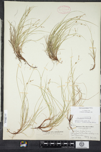 Carex novae-angliae image