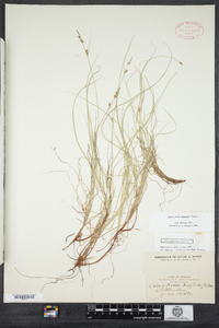 Carex novae-angliae image