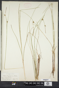 Carex oligosperma image