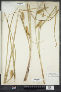 Carex olneyi image