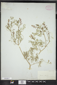 Fumaria officinalis image