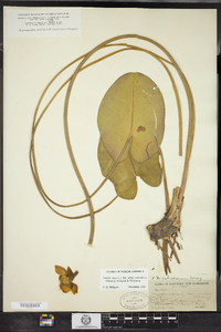 Nuphar lutea ssp. rubrodisca image