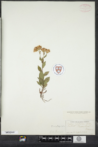 Eurybia radula image