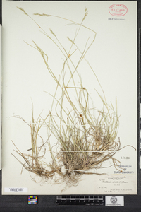 Danthonia spicata image