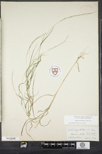 Muhlenbergia sylvatica image