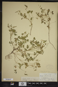 Oxalis dillenii image