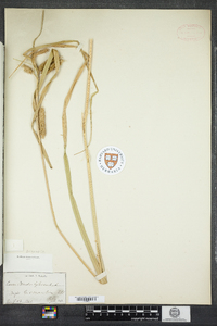 Carex pseudocyperus image