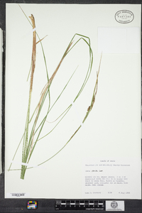 Carex stricta image