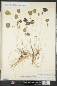 Nymphoides cordata image