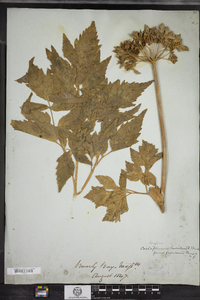 Angelica lucida image