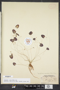 Nymphoides cordata image