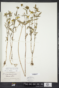 Bidens laevis image