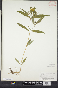 Bidens cernua image