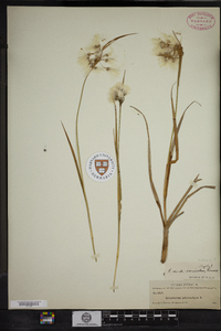 Eriophorum viridicarinatum image