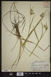 Eriophorum viridicarinatum image