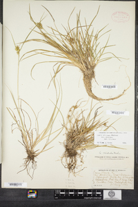 Carex viridula image