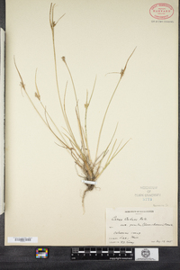 Carex viridula image