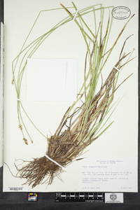 Carex wiegandii image