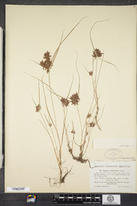 Cyperus diandrus image