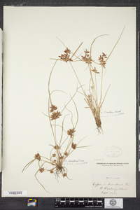 Cyperus diandrus image