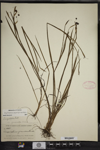 Sisyrinchium angustifolium image