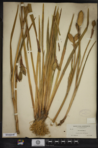 Iris versicolor image