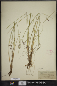 Sisyrinchium atlanticum image