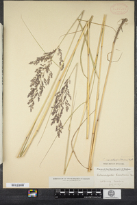 Calamagrostis canadensis image