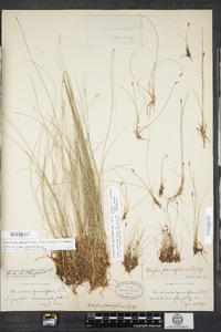 Eleocharis quinqueflora image