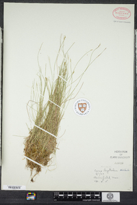 Carex leptalea image