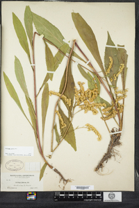 Solidago juncea image