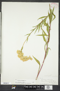 Solidago gigantea image