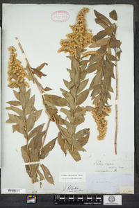 Solidago latissimifolia image