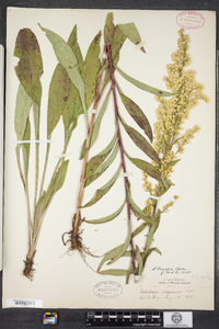 Solidago uliginosa image