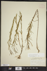 Epilobium leptophyllum image