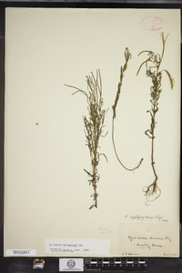 Epilobium leptophyllum image