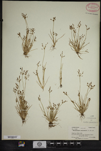 Fimbristylis autumnalis image