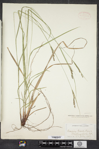 Carex virescens image