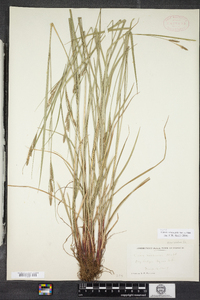 Carex virescens image