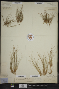 Eleocharis acicularis image