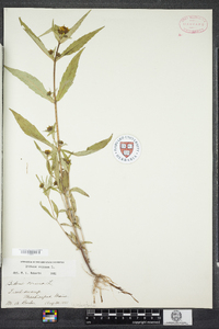 Bidens cernua image