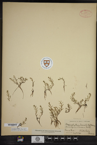 Myriophyllum humile image