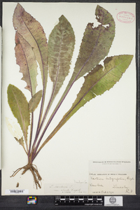 Lactuca canadensis image