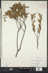 Chamaedaphne calyculata image