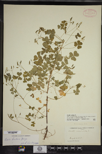 Oxalis stricta image