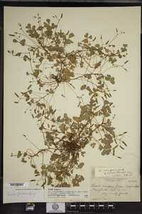 Oxalis stricta image