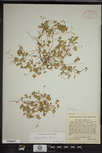 Oxalis stricta image