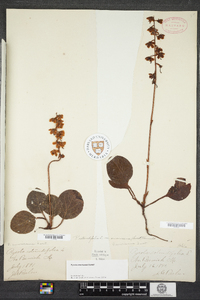 Pyrola americana image