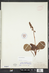 Pyrola americana image