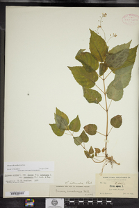 Circaea sterilis image